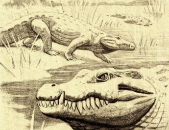 Lázaro Cárdenas, Michoacán (MSN).- Un adolescente de 14 años perdió la vida tras caer del puente de Barra de Santa Ana, en Lázaro Cárdenas, Michoacán, mientras realizaba avistamientos de cocodrilos. El menor, originario de Cortázar, Guanajuato, se encontraba de vacaciones con su familia en la zona.