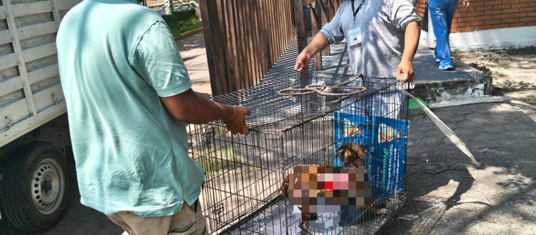 Resguarda Ayuntamiento de Veracruz a perrita víctima de maltrato en Lomas del Vergel