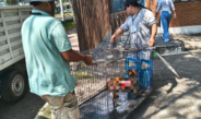 Resguarda Ayuntamiento de Veracruz a perrita víctima de maltrato en Lomas del Vergel