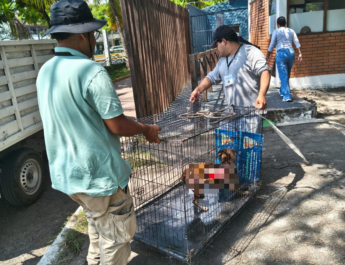 Resguarda Ayuntamiento de Veracruz a perrita víctima de maltrato en Lomas del Vergel
