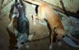 Resguarda Ayuntamiento de Veracruz dos caninas tras reporte por presunto maltrato animal