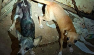 Resguarda Ayuntamiento de Veracruz dos caninas tras reporte por presunto maltrato animal