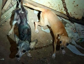 Resguarda Ayuntamiento de Veracruz dos caninas tras reporte por presunto maltrato animal