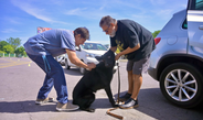 Fortalece Ayuntamiento de Veracruz la salud y protección de animales de compañía en Jornada Nacional de Vacunación 2026