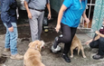 Rescatan Bomberos Municipales de Veracruz a siete perros durante incendio en casa habitación