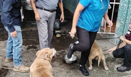 Rescatan Bomberos Municipales de Veracruz a siete perros durante incendio en casa habitación