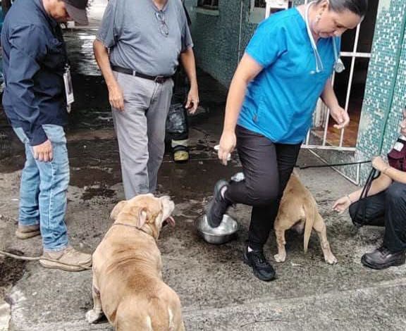 Rescatan Bomberos Municipales de Veracruz a siete perros durante incendio en casa habitación